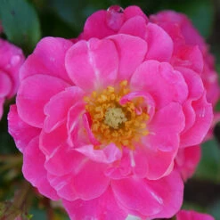 Oso Easy® Double Pink Rose 11 Oso Easy® Double Pink Rose -Plant Series rosa oso easy double pink 1 P