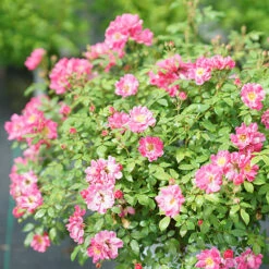 Oso Easy® Double Pink Rose 13 Oso Easy® Double Pink Rose -Plant Series rosa oso easy double pink 5 P