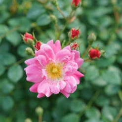 Oso Easy® Double Pink Rose 14 Oso Easy® Double Pink Rose -Plant Series rosa oso easy double pink 6 P