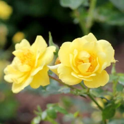 Oso Easy® Rose Collection 11 Oso Easy® Rose Collection -Plant Series rosa oso easy lemon zest 4