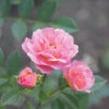 Oso Easy® Petit Pink Rose -Plant Series rosa oso easy petit pink 1 P
