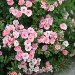 Oso Easy® Petit Pink Rose -Plant Series rosa oso easy petit pink 2 P