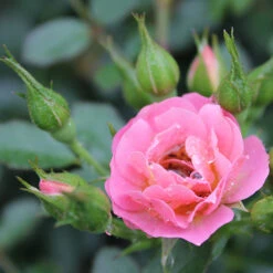 Oso Easy® Petit Pink Rose -Plant Series rosa oso easy petit pink 4 P