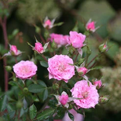Oso Easy® Petit Pink Rose -Plant Series rosa oso easy petit pink 5 P