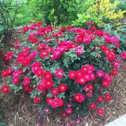 Oso Easy Urban Legend® Rose 11 Oso Easy Urban Legend® Rose -Plant Series rosa oso easy urban legend 3 P