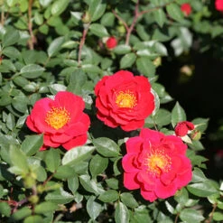 Oso Easy Urban Legend® Rose 14 Oso Easy Urban Legend® Rose -Plant Series rosa oso easy urban legend 4 P