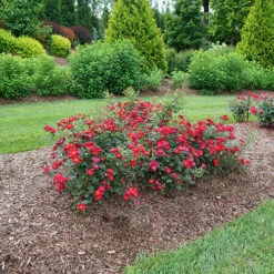 Oso Easy Urban Legend® Rose 13 Oso Easy Urban Legend® Rose -Plant Series rosa oso easy urban legend 5 P