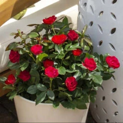Petite Knock Out® Rose -Plant Series rosa petite knock out 3 P