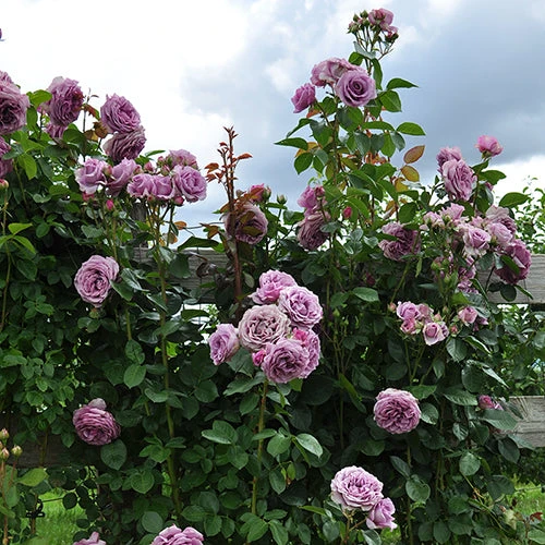 Quicksilver™ Climbing Rose 4 Quicksilver™ Climbing Rose - Image 2