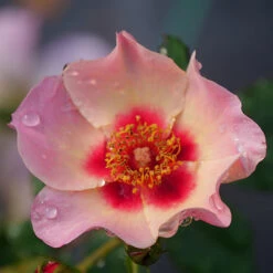 Ringo All-Star™ Rose -Plant Series rosa ringo all star 1 P