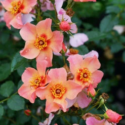 Ringo All-Star™ Rose -Plant Series rosa ringo all star 4 P