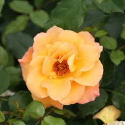 Suñorita® Rose -Plant Series rosa sunorita rose 4 P