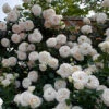 White Eden® Climbing Rose 2 White Eden® Climbing Rose -Plant Series rosa white eden 1 P