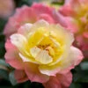 Oso Easy Italian Ice® Rose -Plant Series rosa oso easy italian ice 1 P