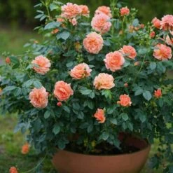 At Last® Rose 13 At Last® Rose -Plant Series rose at last 6 6442da98 63e6 4e17 9aa7 aba4220647ea sw