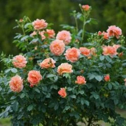 At Last® Rose 15 At Last® Rose -Plant Series rose at last 7 dc9913ef 0f17 4a08 a685 3e6ef1b62a99 sw
