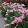 Blushing Knock Out® Rose 1 Blushing Knock Out® Rose -Plant Series rose blushing knock out 1 sw