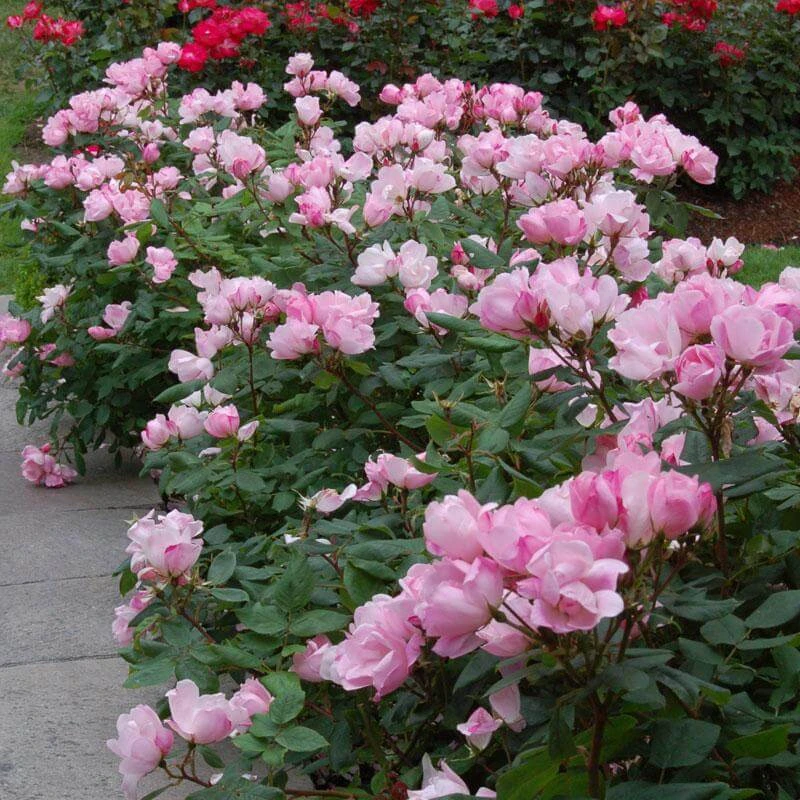 Blushing Knock Out® Rose 3 Blushing Knock Out® Rose