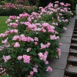 Blushing Knock Out® Rose 6 Blushing Knock Out® Rose -Plant Series rose blushing knock out 2 sw