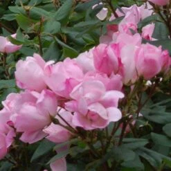 Blushing Knock Out® Rose 7 Blushing Knock Out® Rose -Plant Series rose blushing knock out 3 sw