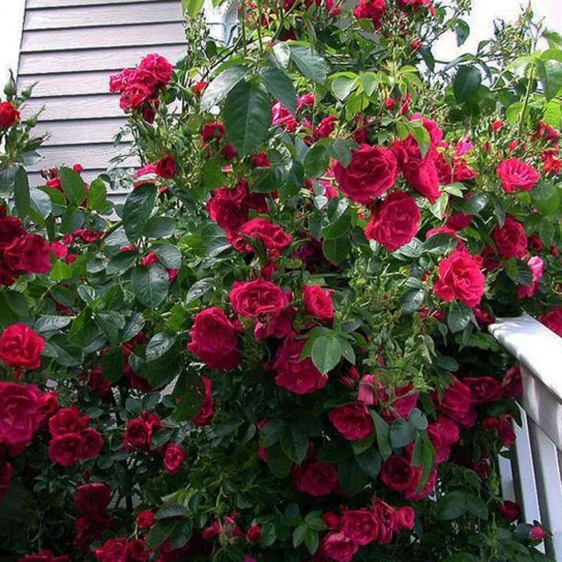 'Blaze' Climbing Rose 4 'Blaze' Climbing Rose - Image 2