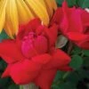 Double Knock Out® Rose -Plant Series rose double knock out 1 sw