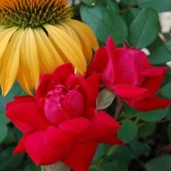 Double Knock Out® Rose -Plant Series rose double knock out 2 sw