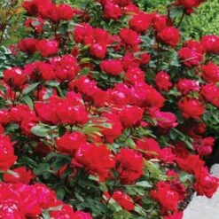 Double Knock Out® Rose -Plant Series rose double knock out 4 sw