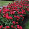 Knock Out® Rose 1 Knock Out® Rose -Plant Series rose knock out 1