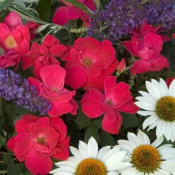 Knock Out® Rose -Plant Series rose knock out 2