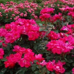 Knock Out® Rose -Plant Series rose knock out 3