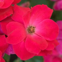 Knock Out® Rose -Plant Series rose knock out 5