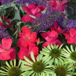 Knock Out® Rose -Plant Series rose knock out 7