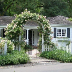 Climbing Rose Collection -Plant Series rose new dawn 2 5c48738e b34f 4e7e 804a 08129c8e8c0c