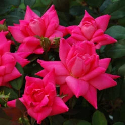 Pink Double Knock Out® Rose -Plant Series rose pink double knock out 3