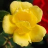 Sunny Knock Out® Rose -Plant Series rose sunny knock out 1