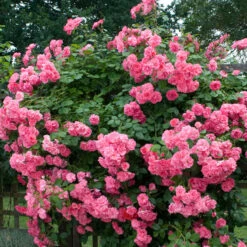 'Zéphirine Drouhin' Climbing Rose -Plant Series rose zephirine drouhin 1