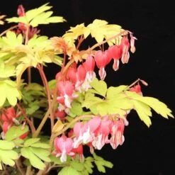'Ruby Gold' Bleeding Heart 5 'Ruby Gold' Bleeding Heart -Plant Series ruby gold bleeding heart 2