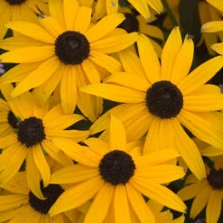 Butterfly Garden Collection 15 Butterfly Garden Collection -Plant Series rudbeckia goldsturm black eyed susan 1 b3037281 7c3f 4bff 9294 cd6e3503b693