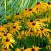 'Goldsturm' Black-Eyed Susan (Rudbeckia) 1 'Goldsturm' Black-Eyed Susan (Rudbeckia) -Plant Series rudbeckia goldsturm black eyed susan 4 sw