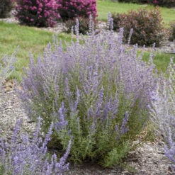 'Sage Advice' Russian Sage 8 'Sage Advice' Russian Sage -Plant Series sage advice russian sage 2