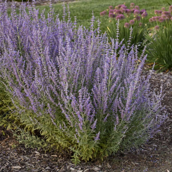 'Sage Advice' Russian Sage 3 'Sage Advice' Russian Sage