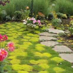 Irish Moss - Yellow 9 Irish Moss - Yellow -Plant Series sagina subulata aurea scotch moss 4