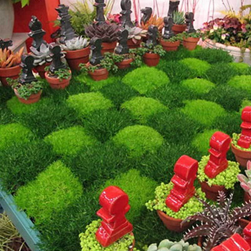 Irish Moss - Yellow 6 Irish Moss - Yellow - Image 4