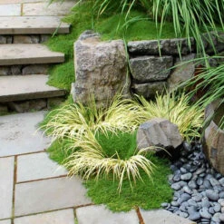 Irish Moss -Plant Series sagina subulata irish moss 3