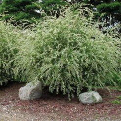 'Hakuro Nishiki' Dappled Willow -Plant Series salix integra hakuro nishiki willow 3 sw
