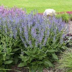 Color Spires® 'Azure Snow' Salvia 10 Color Spires® 'Azure Snow' Salvia -Plant Series salvia azure snow 1 sw