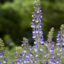 Color Spires® 'Azure Snow' Salvia 11 Color Spires® 'Azure Snow' Salvia -Plant Series salvia azure snow 2 sw