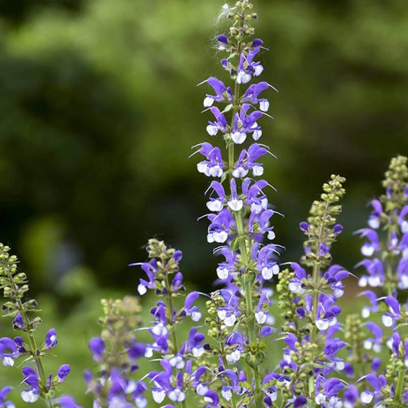 Color Spires® 'Azure Snow' Salvia 5 Color Spires® 'Azure Snow' Salvia - Image 3