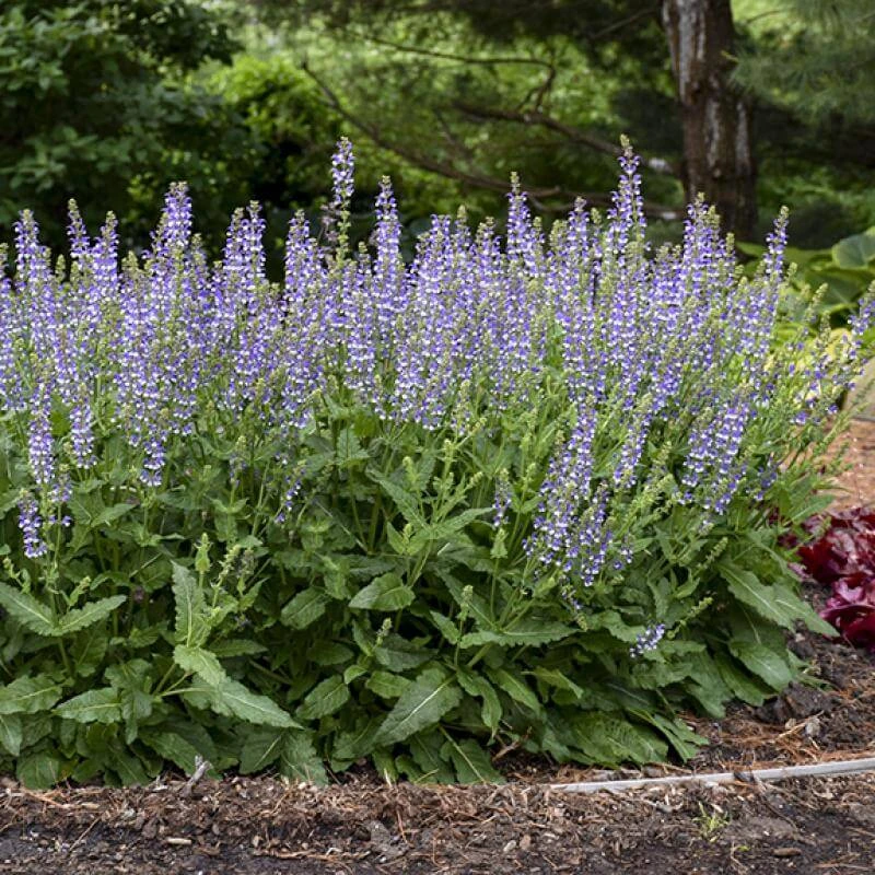 Color Spires® 'Azure Snow' Salvia 6 Color Spires® 'Azure Snow' Salvia - Image 4